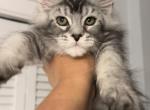 Ariel - Maine Coon Cat For Sale - Hollywood&comma; FL&comma; US