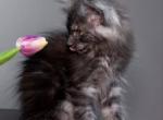 Gera - Maine Coon Cat For Sale - Brooklyn&comma; NY&comma; US
