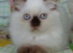 Risha - Scottish Straight Cat For Sale - Brooklyn&comma; NY&comma; US
