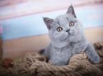Fiona - British Shorthair Cat For Sale - Brooklyn&comma; NY&comma; US