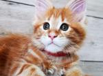 Sunny - Maine Coon Cat For Sale - Brooklyn&comma; NY&comma; US