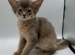 Fiona S - Somali Cat For Sale - Brooklyn&comma; NY&comma; US