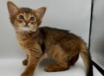 Elizabeth S - Somali Cat For Sale - Brooklyn&comma; NY&comma; US
