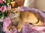 Sasha - British Shorthair Cat For Sale - Brooklyn&comma; NY&comma; US