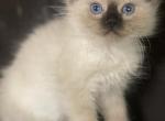 Seal point ragdoll - Ragdoll Cat For Sale - Auburn&comma; WA&comma; US