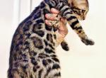 Bengal kitten Tiger - Bengal Cat For Sale - Crestview&comma; FL&comma; US