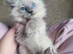 Ragdoll Blue Point - Ragdoll Cat For Sale - Eau Claire&comma; WI&comma; US
