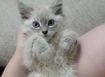 Ragdoll Lynx Point Kitten - Ragdoll Cat For Sale - Eau Claire&comma; WI&comma; US