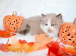 Male seal bicolor ragdoll - Ragdoll Cat For Sale - Minerva&comma; OH&comma; US