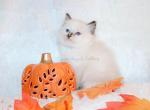 Female Seal Tortie Ragdoll - Ragdoll Cat For Sale - Minerva&comma; OH&comma; US