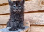 Moon - Maine Coon Cat For Sale - Hollywood&comma; FL&comma; US