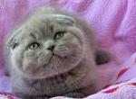 Julian - Scottish Fold Cat For Sale - Los Angeles&comma; CA&comma; US