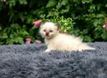 Stunning Ragdoll Kittens - Ragdoll Cat For Sale - Ronks&comma; PA&comma; US