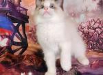 Arty Ragdoll Boy - Ragdoll Cat For Sale - VA&comma; US
