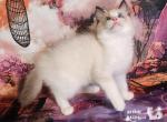 Ulysses Ragdoll Boy - Ragdoll Cat For Sale - VA&comma; US