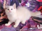 Iris Ragdoll Girl - Ragdoll Cat For Sale - VA&comma; US