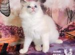 Lyra Ragdoll Girl - Ragdoll Cat For Sale - VA&comma; US