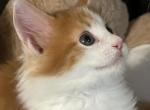 Halo - Maine Coon Cat For Sale - Manchester Township&comma; NJ&comma; US