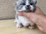 Milkshake - Munchkin Cat For Sale - Rancho Cucamonga&comma; CA&comma; US