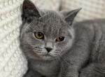 Cleo - British Shorthair Cat For Sale - Philadelphia&comma; PA&comma; US