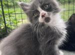 Felix the RagCoon - Ragdoll Cat For Sale - Saugerties&comma; NY&comma; US