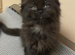 Midnight - Ragdoll Cat For Sale - Saugerties&comma; NY&comma; US