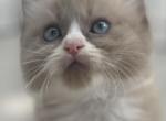 Glove - Ragdoll Cat For Sale - Saugerties&comma; NY&comma; US