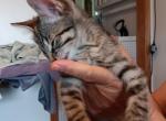 QuadPoly Ariana of Maia - Polydactyl Cat For Sale - WI&comma; US