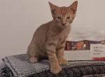 Poly Leo of Sarah - Polydactyl Cat For Sale - WI&comma; US