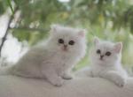 SCOTTISH FOLDS AND SCOTTISH STRAIGHTS - Scottish Fold Cat For Sale - Richmond&comma; TX&comma; US