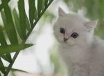 Snowy's Litter Scottish Fold & Scottish Straight - Scottish Straight Cat For Sale - Richmond&comma; TX&comma; US