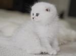 Scottish Folds - Scottish Fold Cat For Sale - Richmond&comma; TX&comma; US