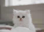 Scottish Straight Kittens - Scottish Straight Cat For Sale - Richmond&comma; TX&comma; US