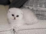 Scottish Kittens - Scottish Fold Cat For Sale - Richmond&comma; TX&comma; US