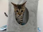 Pippen Aka Asher - Bengal Cat For Sale - Oklahoma City&comma; OK&comma; US