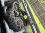 Pearl Rose - Bengal Cat For Sale - Oklahoma City&comma; OK&comma; US