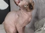 Orcus - Sphynx Cat For Sale - Mundelein&comma; IL&comma; US