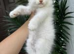Flame point ragdoll male - Ragdoll Cat For Sale - 