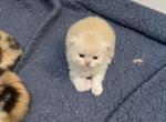 Persian kittens - Persian Cat For Sale - Dearborn&comma; MI&comma; US