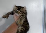 Montana Male Kitten - Highlander Cat For Sale - Absarokee&comma; MT&comma; US