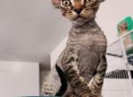 Davy Crockett - Devon Rex Cat For Sale - San Antonio&comma; TX&comma; US