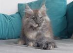 Grenada Polydactyl - Maine Coon Cat For Sale - Miami&comma; FL&comma; US