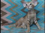 Sigizmund - Oriental Cat For Sale - Pembroke Pines&comma; FL&comma; US