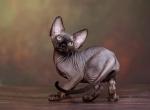 Tamara - Sphynx Cat For Sale - Pembroke Pines&comma; FL&comma; US