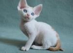 Ilyusha - Devon Rex Cat For Sale - Norwalk&comma; CT&comma; US