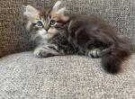 Boy Purebred Siberian Black Brown Tabby - Siberian Cat For Sale - Old Bridge&comma; NJ&comma; US