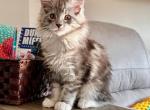 Furiosa - Maine Coon Cat For Sale - Union City&comma; MI&comma; US