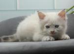 Delilah of Romanov Dynasty - Siberian Cat For Sale - Ashburn&comma; VA&comma; US