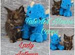 ACOTAR litter - Maine Coon Cat For Sale - Braham&comma; MN&comma; US