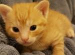 Bengal Kittens Orange in Color - Bengal Cat For Adoption - Cedar Springs&comma; MI&comma; US